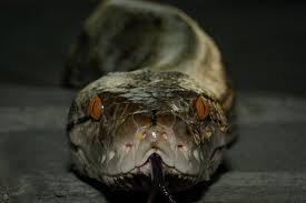 snake head 1